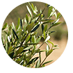 olive leaves